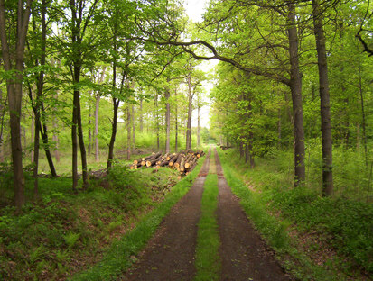 Forstweg durch den Lebensraumtyp Sternmieren-Hainbuchen-Stieleichenwald (Foto: NSI Freiberg, Archiv Naturschutz LfULG)