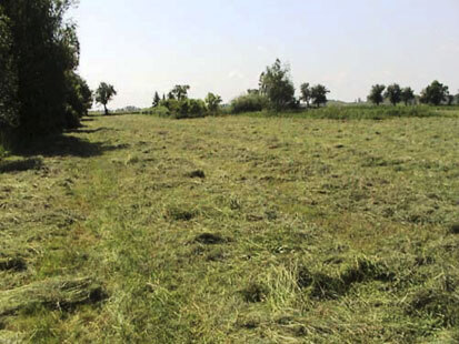 Holzhausen West, gemähte Wiese (Foto: Kühfuss, Archiv Naturschutz LfULG)