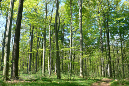 Labkraut-Eichen-Hainbuchenwälder am teilweise verebneten Südhang (Foto: SILVA, Archiv Naturschutz LfULG)