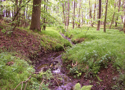 Pastholz Langenleuba (Foto: MILAN, Archiv Naturschutz LfULG)