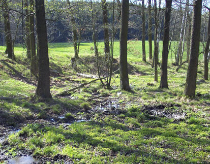 Erlen-Eschen- und Weichholzauenwald mit Quellvegetation aus Gegenblättrigem Milzkraut (Foto: MILAN, Archiv Naturschutz LFULG)