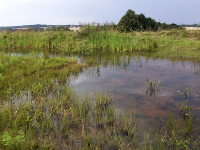 Eutrophes Stillgewässer (Foto: Prof. Hellriegel Institut e. V., Archiv Naturschutz LfULG)