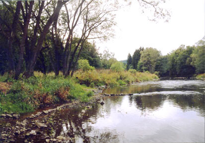 Mündung der Großen Lößnitz in die Flöha (Foto: GfN Bayreuth, Archiv Naturschutz LfULG)