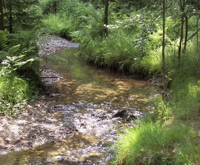 Lautenbach zwischen Rotem Pfützenteich und Talsperre Neunzehnhain II (Foto: Prof. Hellriegel Institut e. V., Archiv Naturschutz LfULG) 