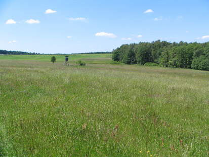 Gebietsspezifische Ausprägung des Lebensraumtyps Bergmähwiesen (Foto: T. Schindler, Archiv Naturschutz LfULG)