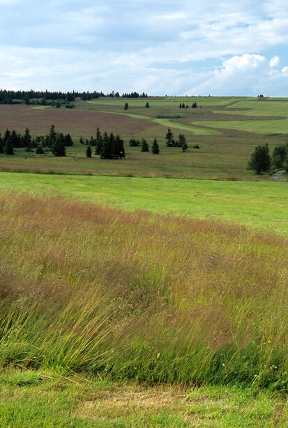 Naturschutzgebiet Schwarze Heide, Kriegswiese im Erzgebirge (Foto: W. Böhnert, Archiv Naturschutz LfULG)