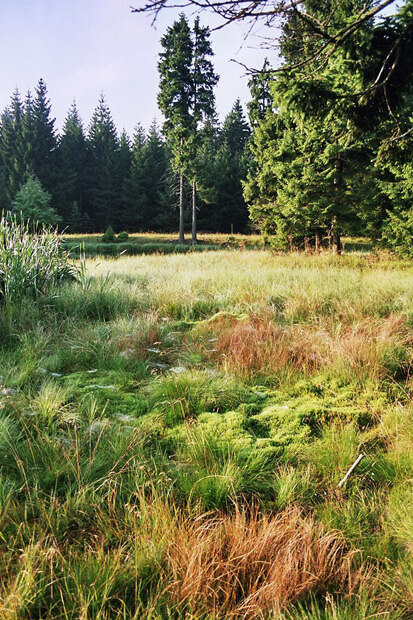 Schwingrasenmoor der Lehmheide, links Rohrkolben rechts Schwingrasen (Foto: D. Wendel, Archiv Naturschutz LfULG)