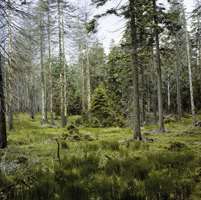 Moor am Pfahlberg (Foto: W. Böhnert, Archiv Naturschutz LfULG)