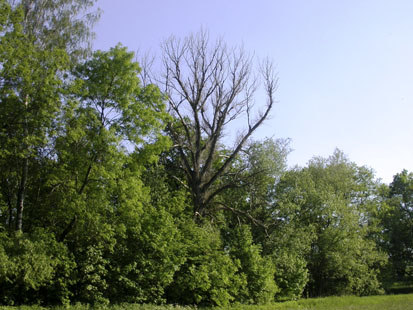 Erlen-Eschen-Weichholzauenwald mit starkem Totholzstamm (Foto: U. Fischer, Archiv Naturschutz LfULG)