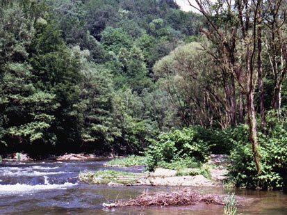 Japanischer Knöterich (Reynoutria japonica) als Unterstand der Uferweiden, Mulde oberhalb der Wildbachmündung (Foto: Planungsbüro Lukas, Archiv Naturschutz LfULG)