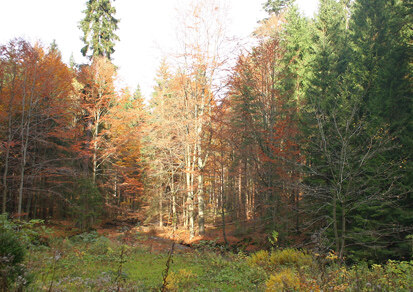 Naturschutzgebiet Bockautal (Foto: F. Klenke, Archiv Naturschutz LfULG)