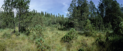 NSG Friedrichsheider Hochmoor (Foto: W. Riether, Archiv Naturschutz LfULG)