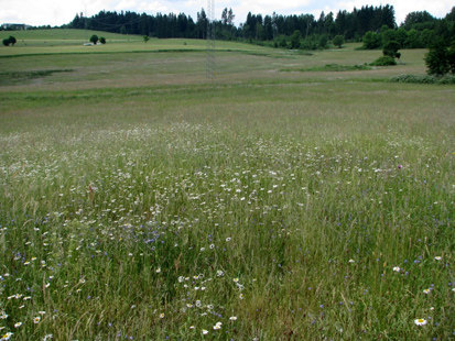 Großflächige Wiese bei Erhöhung im zentralen Teil des Gebiets (Foto: H. Sänger, Archiv Naturschutz LfULG)