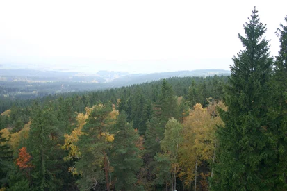 Blick vom Steinberg-Aussichtsturm auf das Naturschutzgebiet Steinberg (Foto: F. Klenke, Archiv Naturschutz LfULG)