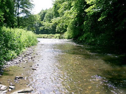 Fließgewässer mit Unterwasservegetation Göltzsch unterhalb Pension Waldfrieden (Foto: Frölich & Sporbeck, Archiv Naturschutz LfULG)