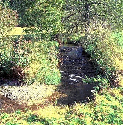 Würschnitzbach nördlich von Saalig (Foto: W. Böhnert, Archiv Naturschutz LfULG)
