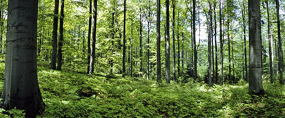 Farnreiche Stelle im Buchenwald am Gottesberg, Teilbereich des FFH-Gebiets (Foto: W. Riether, Archiv Naturschutz LfULG)