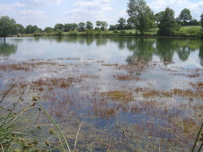 Brauchwasserstau Ranspach, Laichgewässer des Kammmolchs (Foto: F. Meyer, Archiv Naturschutz LfULG)