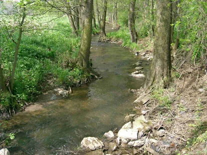 Fließgewässer mit Ufervegetation (Foto: Frölich & Sporbeck, Archiv Naturschutz LfULG)