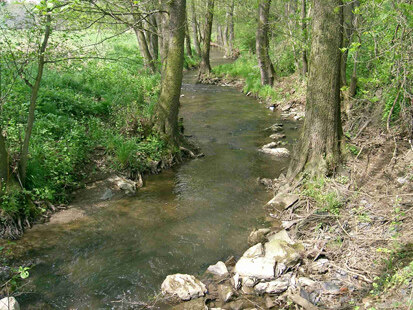 Fließgewässer mit Ufervegetation (Foto: Frölich & Sporbeck, Archiv Naturschutz LfULG)