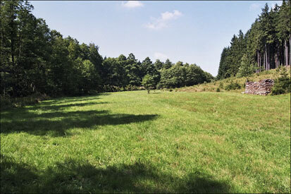 Von Wald und Aufforstungen umgebene Frischwiese in der Aue des Kugelangerbaches (Foto: Prof. Hellriegel Institut e. V., Archiv Naturschutz LfULG)