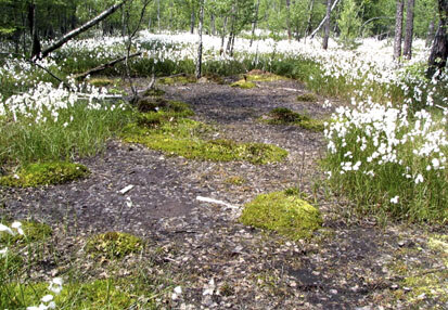 Regenerierbares Hochmoor (Foto: H. Sänger, Archiv Naturschutz LfULG)