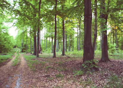 Buchenbestand Poeseck, Waldweg mit angrenzendem offenem Buchenaltbaumbestand (Foto: Adrian, Archiv Naturschutz LfULG)