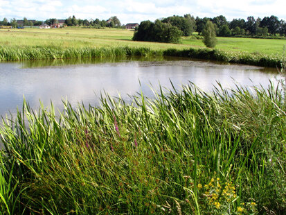 Von Gründland umgebener Teich mit gut entwickelter Röhrichtzone (Foto: BIOS, Archiv, Naturschutz LfULG)