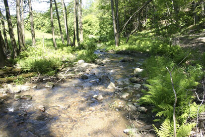 Griesbach, Habitat der Groppe (Cottus gobio) (Foto: U. Fischer, Archiv Naturschutz LfULG)