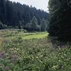 Feuchte Hochstaudenfluren (Foto: W. Böhnert, Archiv LfUG)