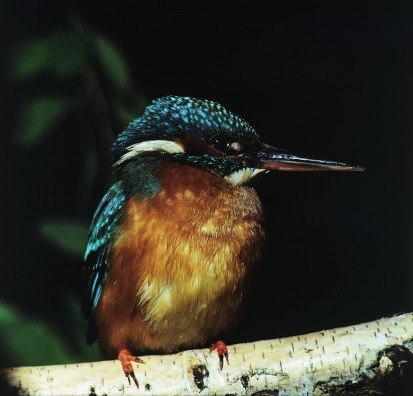 Eisvogel Alcedo Atthis L 1758 Sachsen De