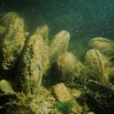 Flussperlmuschel