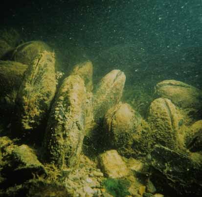 Flussperlmuschel (Foto: Archiv Naturschutz LfULG, D. Florian)