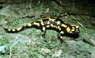 Feuersalamander (Foto: D. Florian, Archiv LfUG)