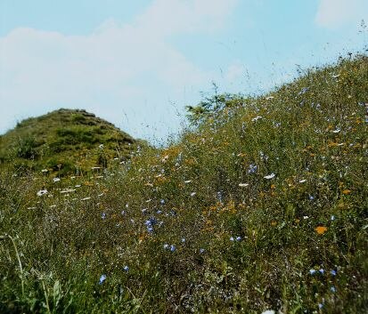 Halbtrockenrasen; Osterzgebirge (Foto: W. Böhnert, Archiv Naturschutz LfULG)