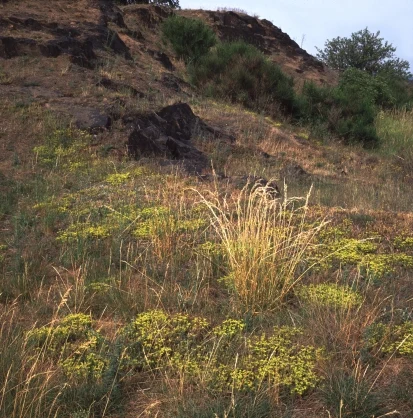 Felsbereiche mit Pioniervegetation (Foto: W. Fiedler, Archiv Naturschutz LfULG)