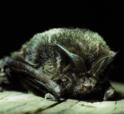 Mopsfledermaus (Foto: Archiv Naturschutz LfULG, M. Wilhelm)