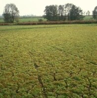 Berthelsdorfer Teiche mit Scheidenblütgras (Foto: W. Böhnert, Archiv LfUG)