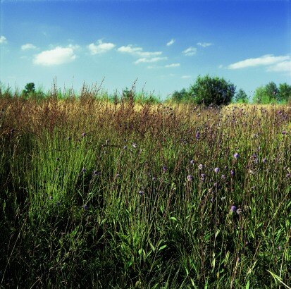 Pfeifengras - Wiesenaspekt mit Teufelsabbiss (Foto: W. Böhnert, Archiv Naturschutz LfULG)