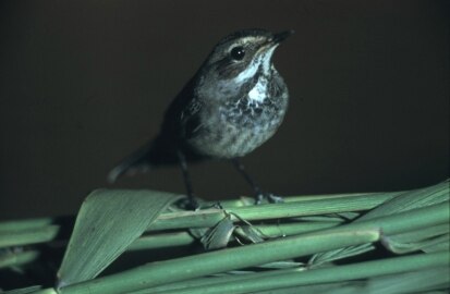 Blaukehlchen (Luscinia svecica)