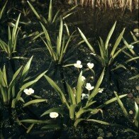Die Krebsschere siedelt bevorzugt in Stillgewässern (Foto: H. Mautsch, Archiv LfUG)