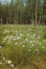 Scheidiges Wollgras (Foto: J. Hennersdorf, Archiv LfUG)