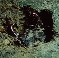 Aus der Puppenwiege schlüpfender Käfer (Foto: W. Fiedler, Archiv LfUG)