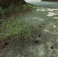Puppenwiege am Fuße einer Eiche (Foto: W. Fiedler, Archiv LfUG)
