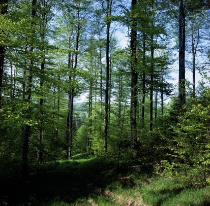 Rotbuchen-Altholz (Foto: U. Zöphel, Archiv Naturschutz LfULG)