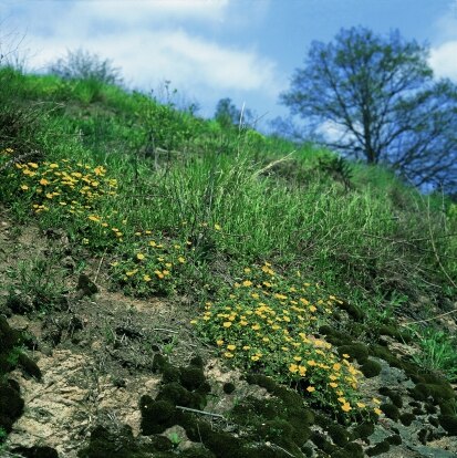 Kontinentaler Trockenrasen mit Sand-Fingerkraut (Foto: W. Böhnert, Archiv Naturschutz LfULG)