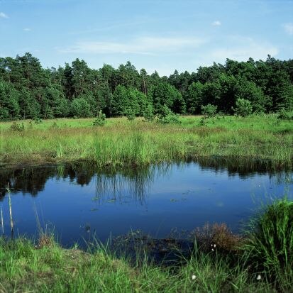 Heidemoor mit Weiher (Foto: W. Böhnert, Archiv Naturschutz LfULG)