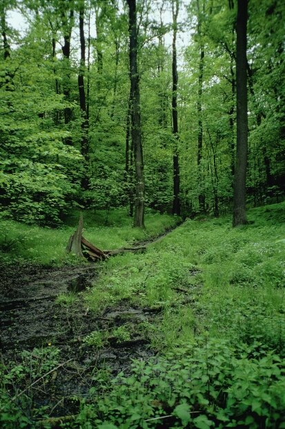 Feuchte Ausbildung des Eichen-Hainbuchen-Waldes (Foto: S. Slobodda, Archiv Naturschutz LfULG)