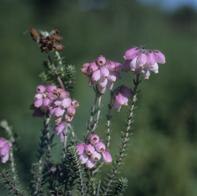 Fotografie: Glockenheide