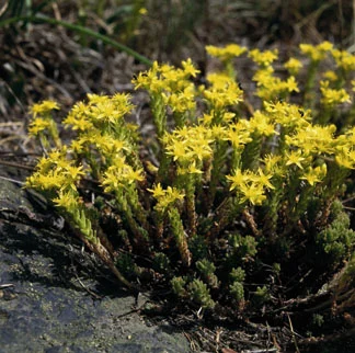 Scharfer Mauerpfeffer - blühend (Foto: W. Fiedler, Archiv LfUG)